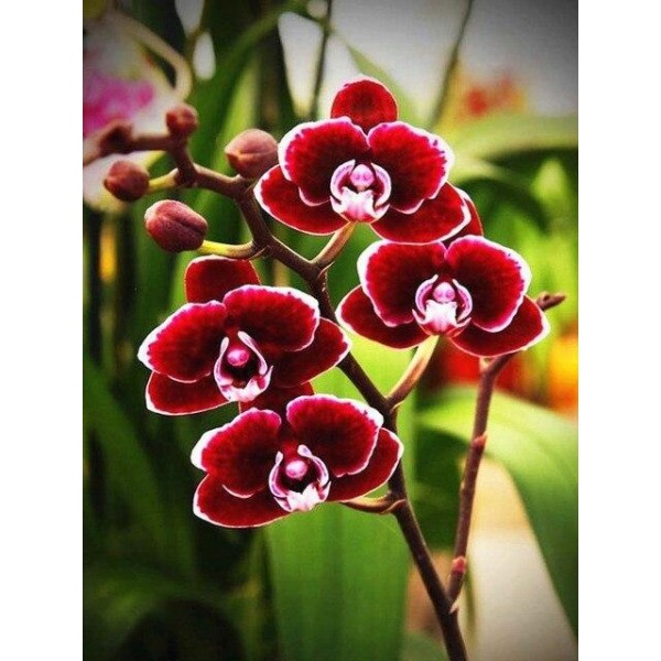 Broderie Diamant Orchidées Rouges