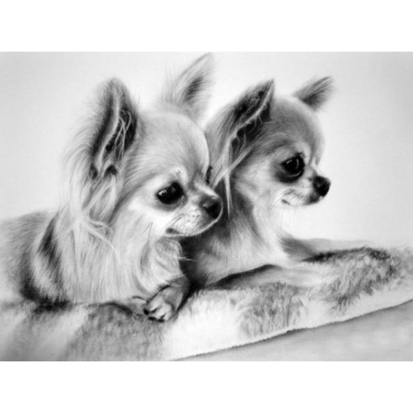 Broderie Diamant Deux Chihuahuas