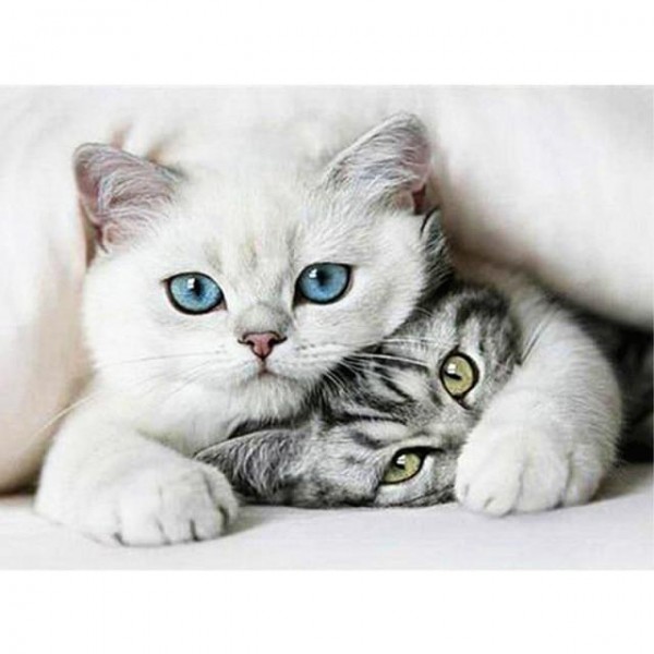 Broderie Diamant Duo de chats