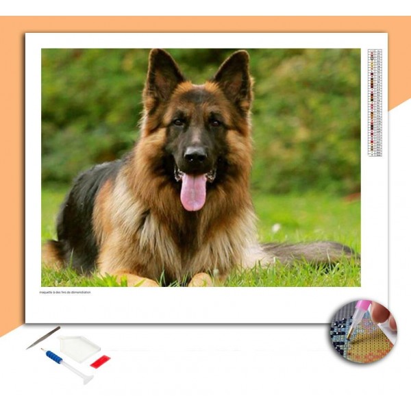 Broderie Diamant Berger Belge Malinois